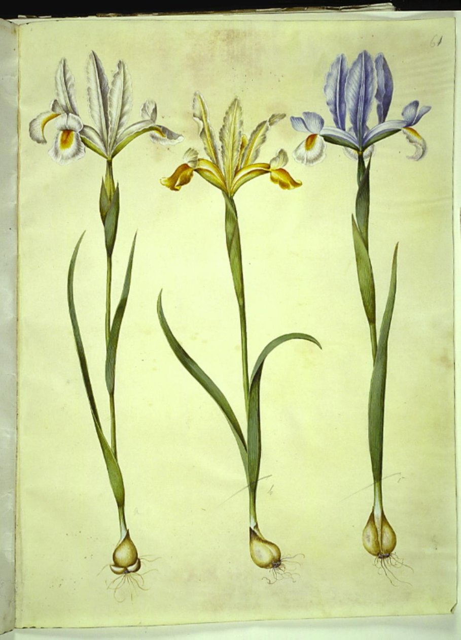 Iris xiphium (španělský iris) nebo Iris latifolia (anglický iris); Iris xiphium (španělský kosatec) od Hans Simon Holtzbecker