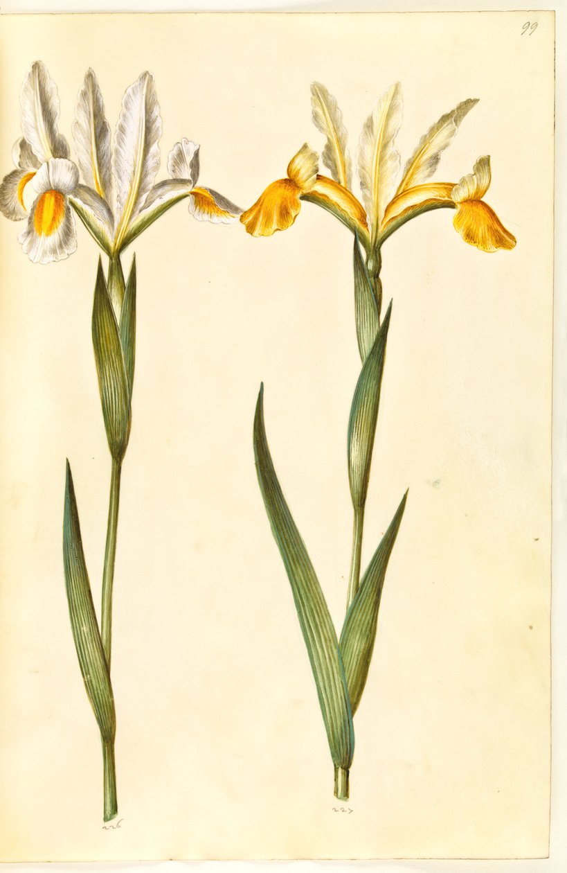 Iris xiphium, možná Iris latifolia (?) (španělský kosatec nebo anglický kosatec) od Hans Simon Holtzbecker