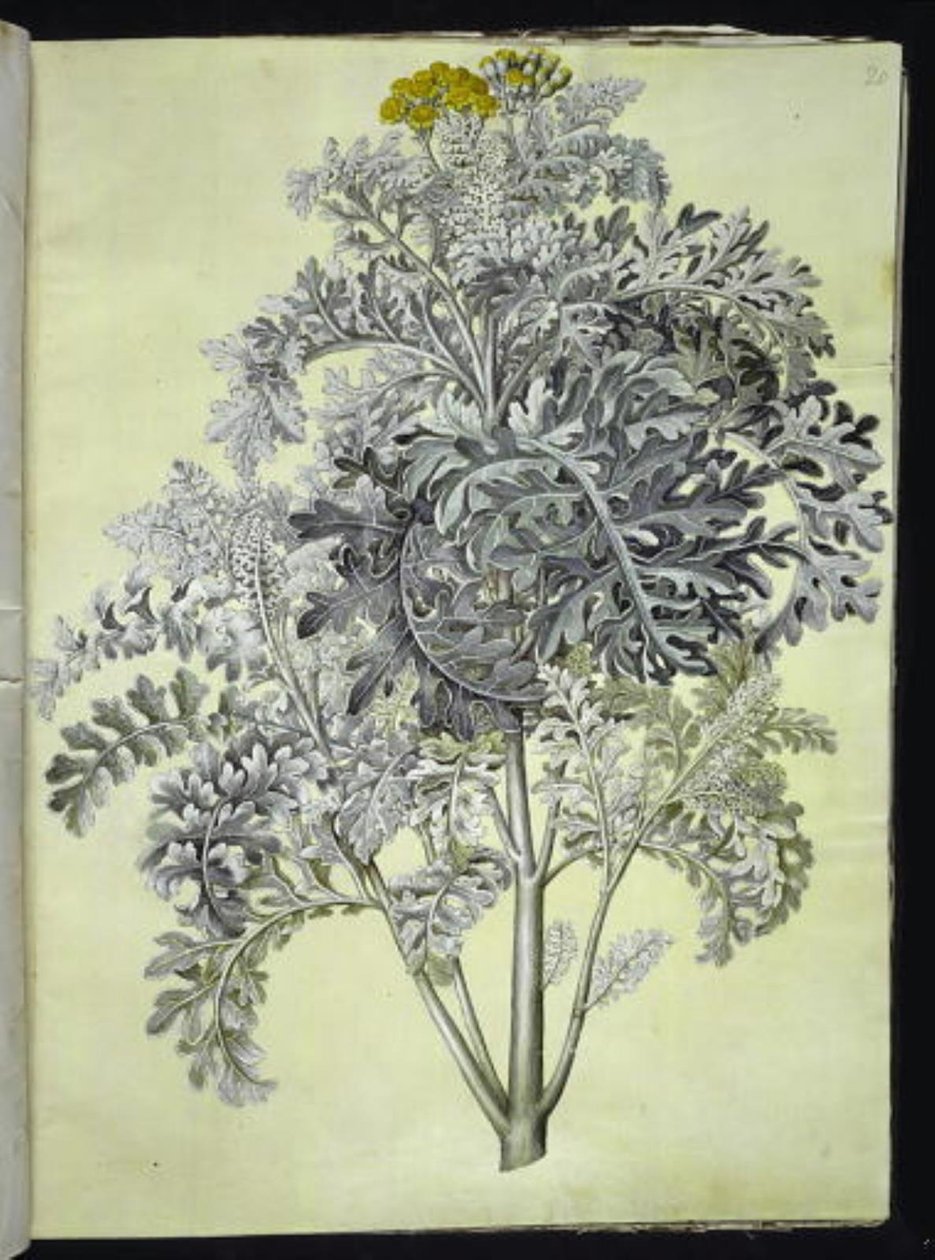 Jacobaea maritima (gråblad) od Hans Simon Holtzbecker