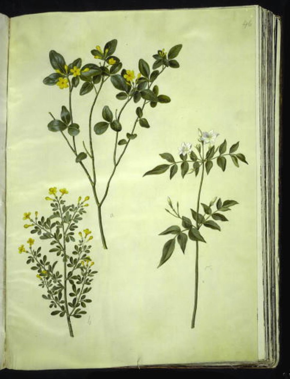 Jasminum odoratissimus (stue-jasmín); Jasmínový keř (busk-jasmín); Jasminum grandiflorum (duft-jasmín) od Hans Simon Holtzbecker