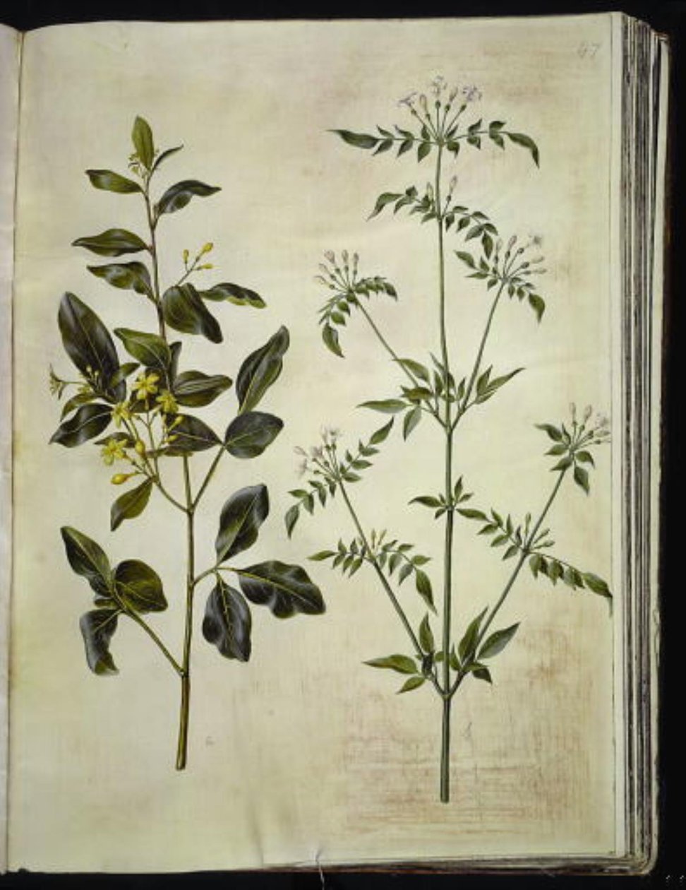 Jasminum odoratissimus (stue-jasmín); Jasminum officinale (lège-jasmín) od Hans Simon Holtzbecker