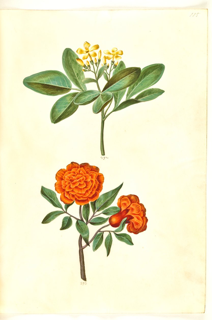Jasminum odoratissimus (stue-jasmín); Punica granát (granatæble) od Hans Simon Holtzbecker