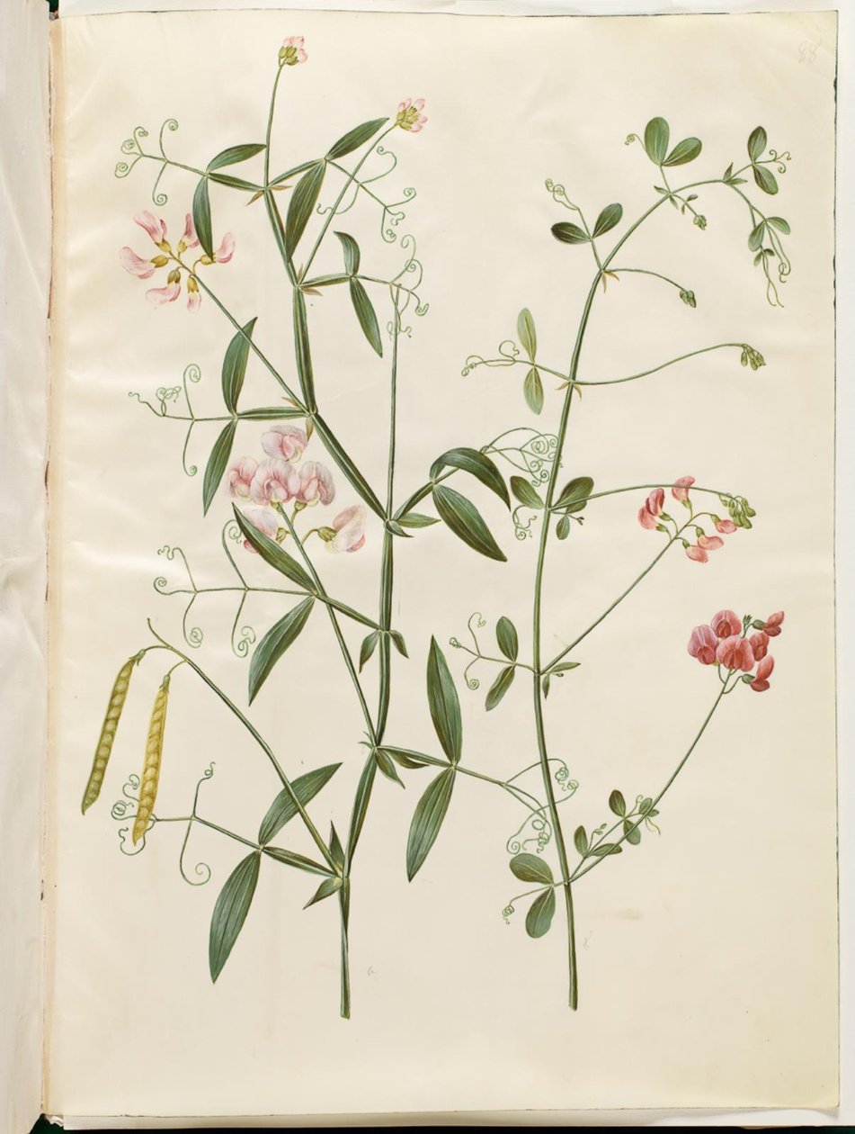 Lathyrus sylvestris (lesní plochý lusk); Lathyrus tuberosus (plochý lusk hlízy) od Hans Simon Holtzbecker