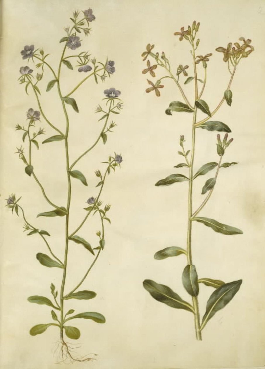 Legousia Venuše-zrcadlo (ægte venuspejl); smutná hesperis (natviol) od Hans Simon Holtzbecker