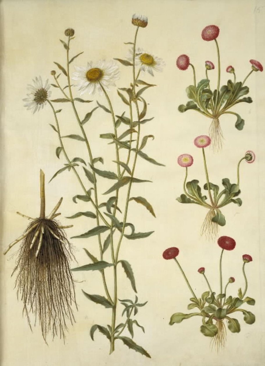 Leucanthemum vulgare (bílé volské oko); Bellis perennis (sedmikráska obecná) od Hans Simon Holtzbecker