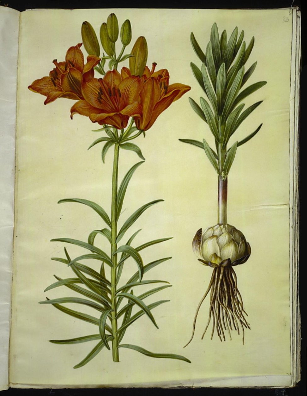 Lilium bulbiferum (ohnivá lilie) od Hans Simon Holtzbecker
