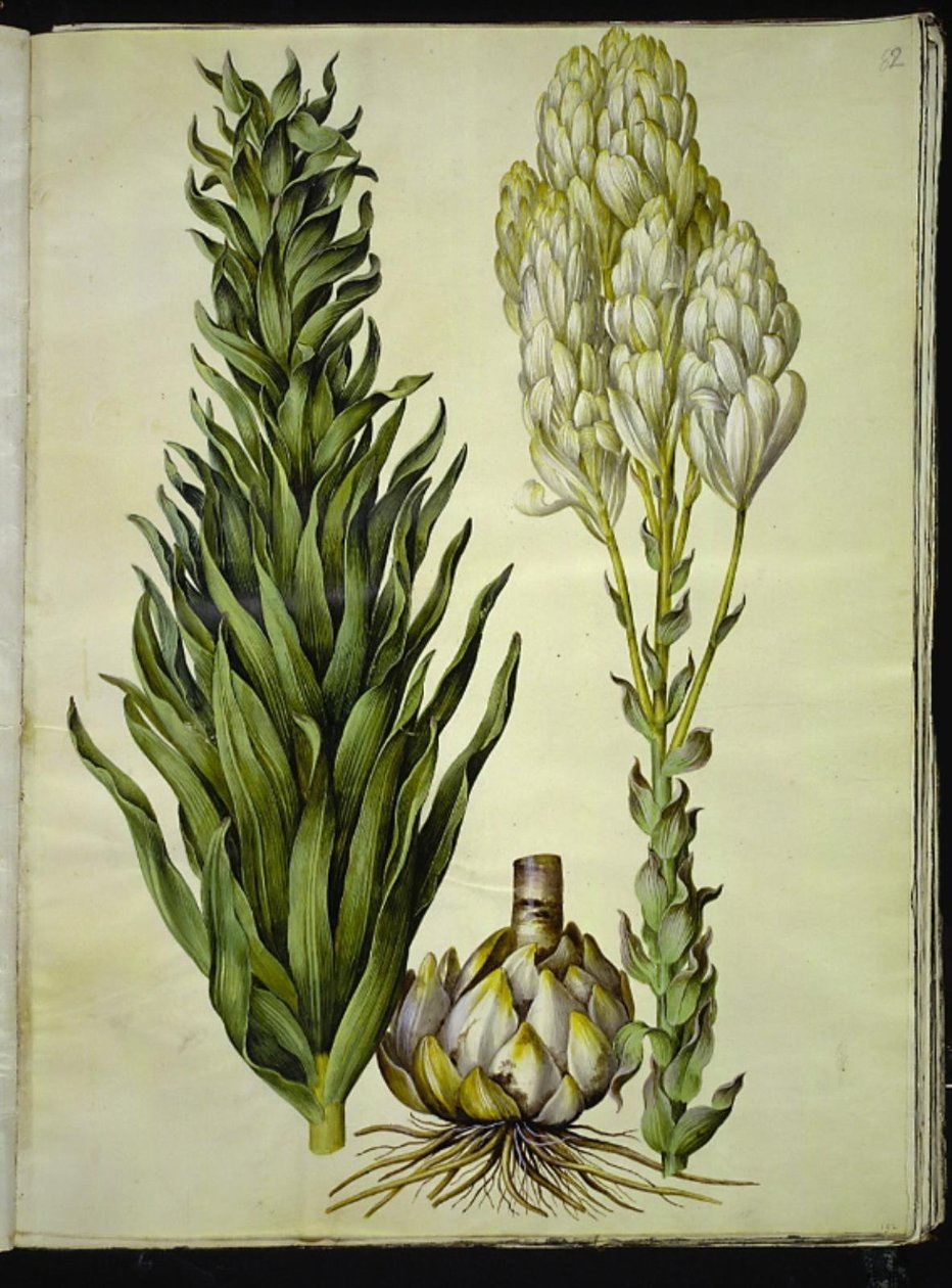 bílá lilie (madonna-lilje) od Hans Simon Holtzbecker
