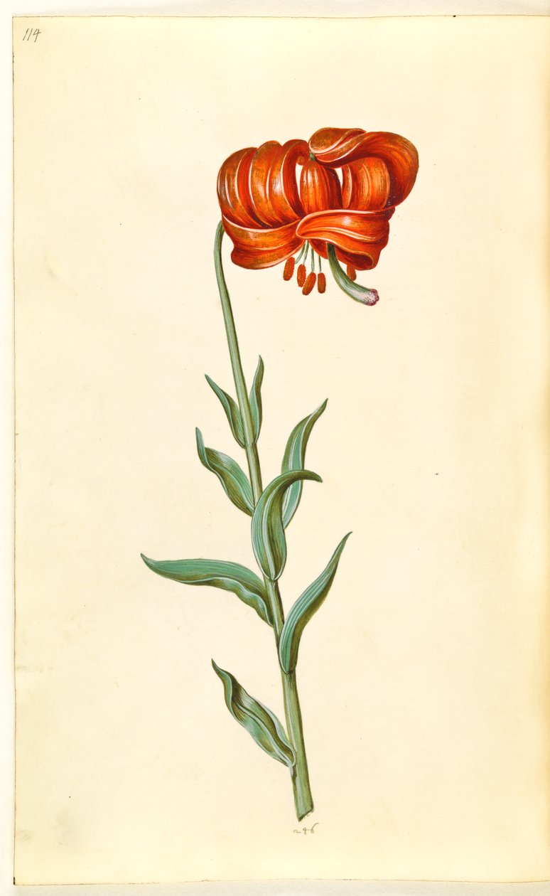 chalcedonská lilie (rød turbanlilje) od Hans Simon Holtzbecker