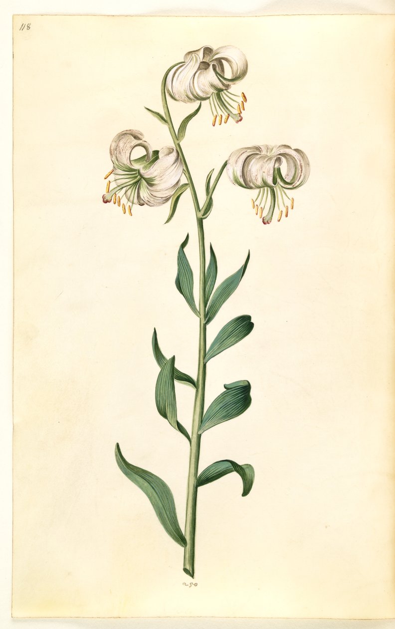 Lilium martagon (věnec lilie) od Hans Simon Holtzbecker