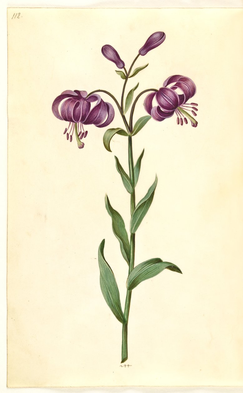 Lilium martagon (věnec lilie) od Hans Simon Holtzbecker