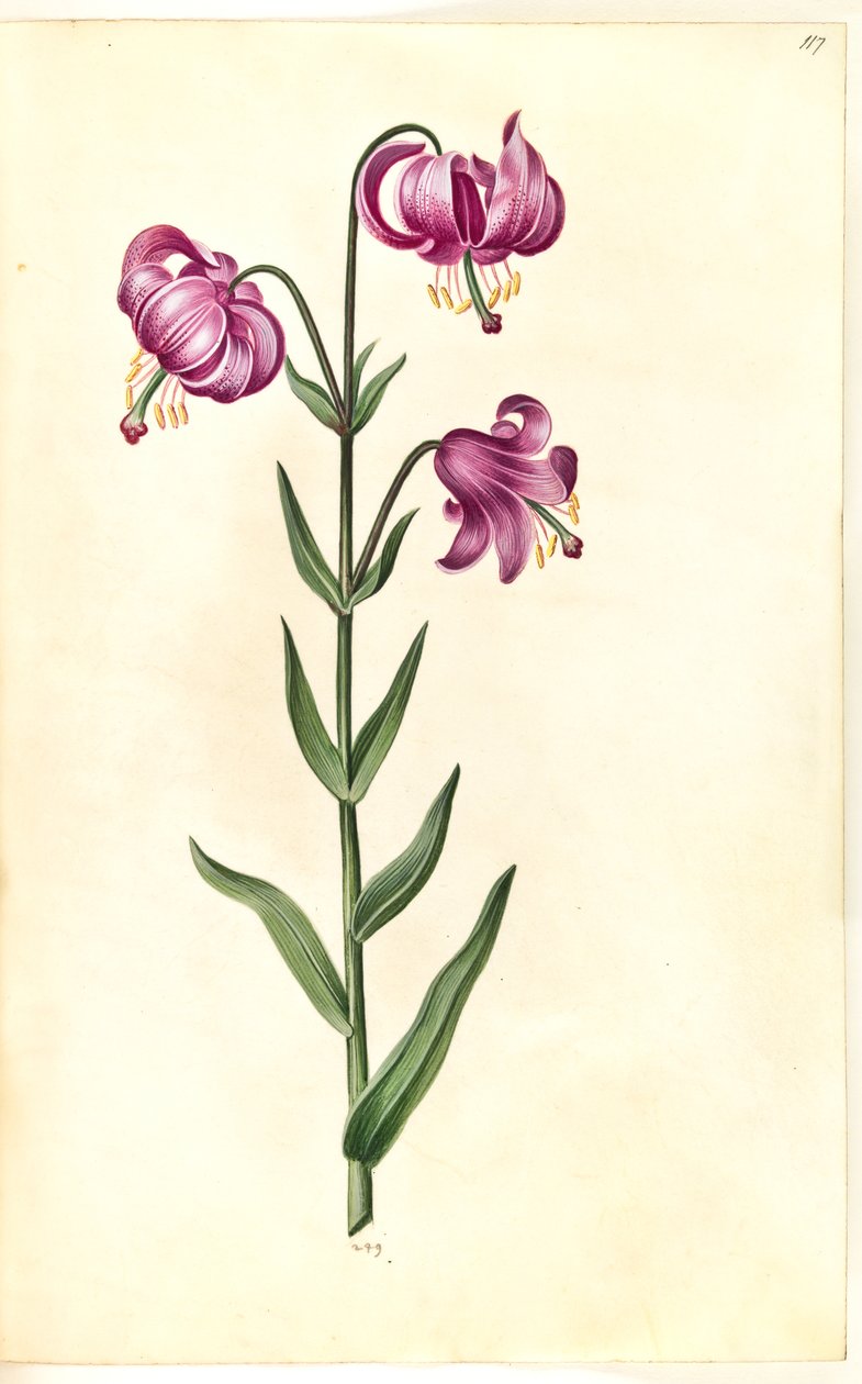 Lilium martagon (věnec lilie) od Hans Simon Holtzbecker