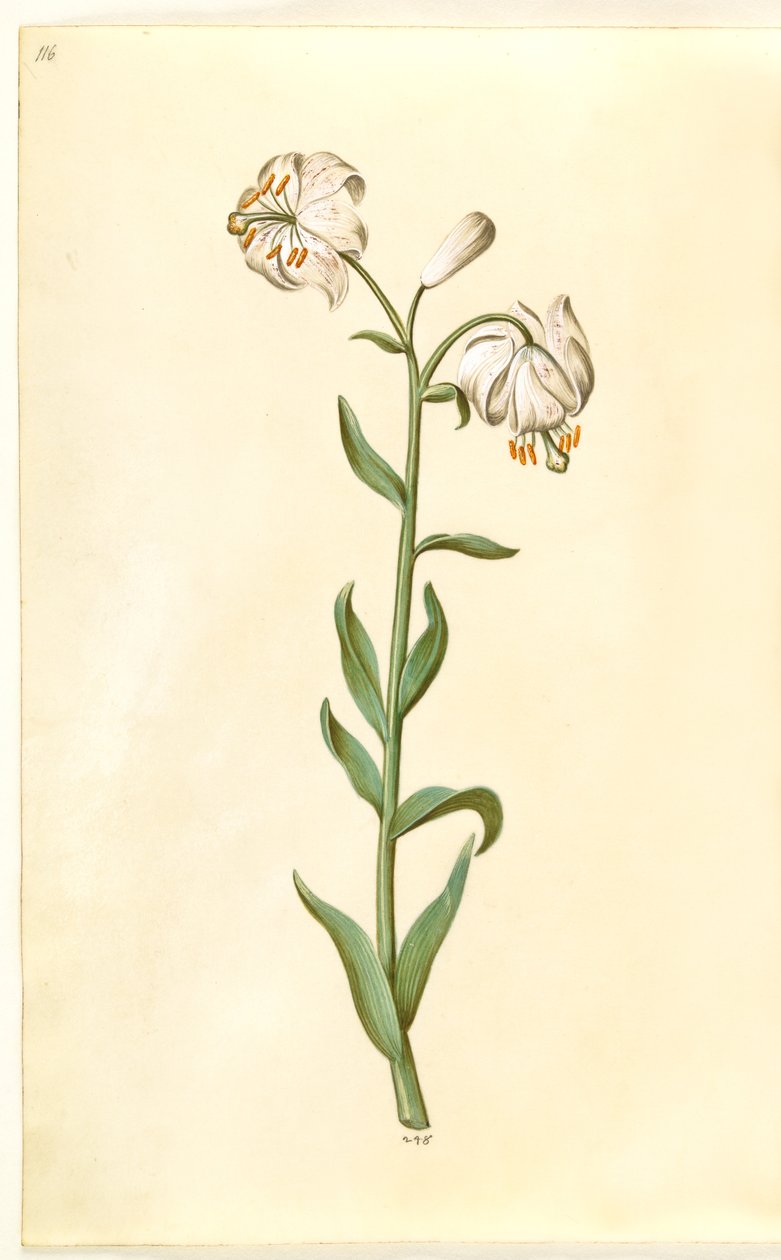 Lilium martagon (věnec lilie) od Hans Simon Holtzbecker