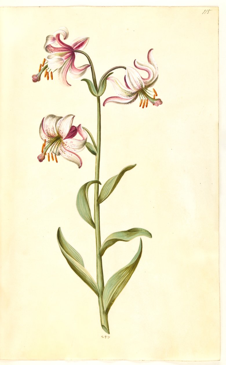 Lilium martagon (věnec lilie) od Hans Simon Holtzbecker