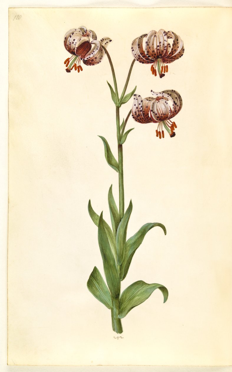 Lilium martagon (věnec lilie) od Hans Simon Holtzbecker