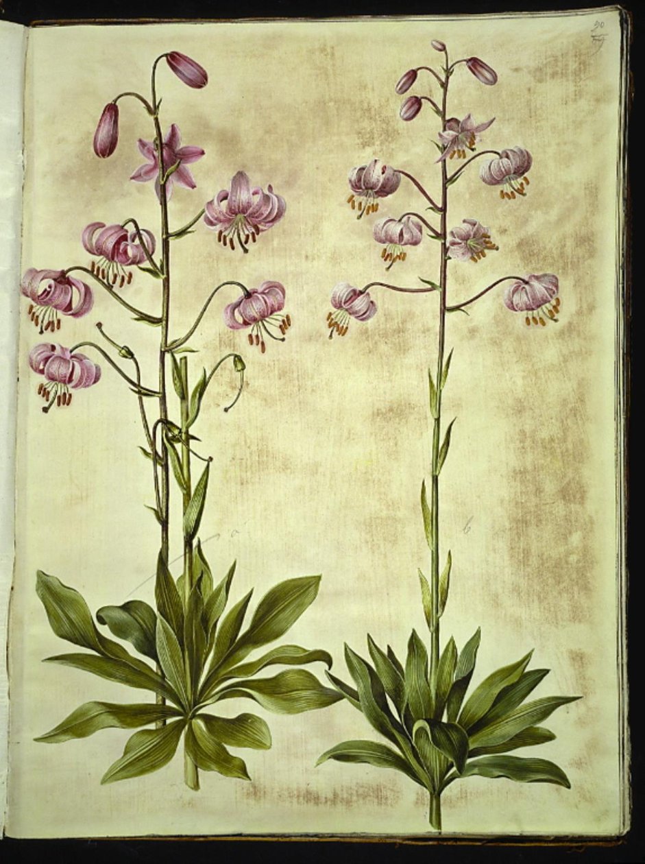 Lilium martagon (věnec lilie) od Hans Simon Holtzbecker
