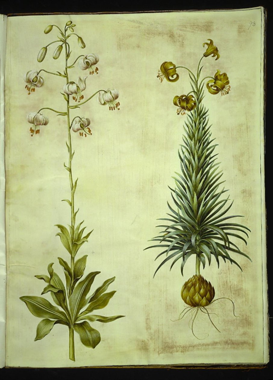 Lilium martagon (věnec lilie); Lilium pyrenaicum (lilie pyrenejská) od Hans Simon Holtzbecker