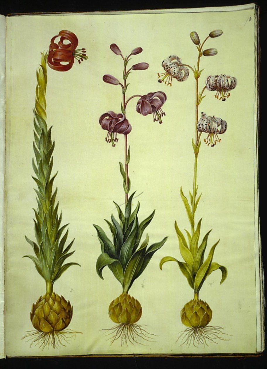Lily pomponium (pompon-lilje); Martagon lilie (krans-lilje) od Hans Simon Holtzbecker