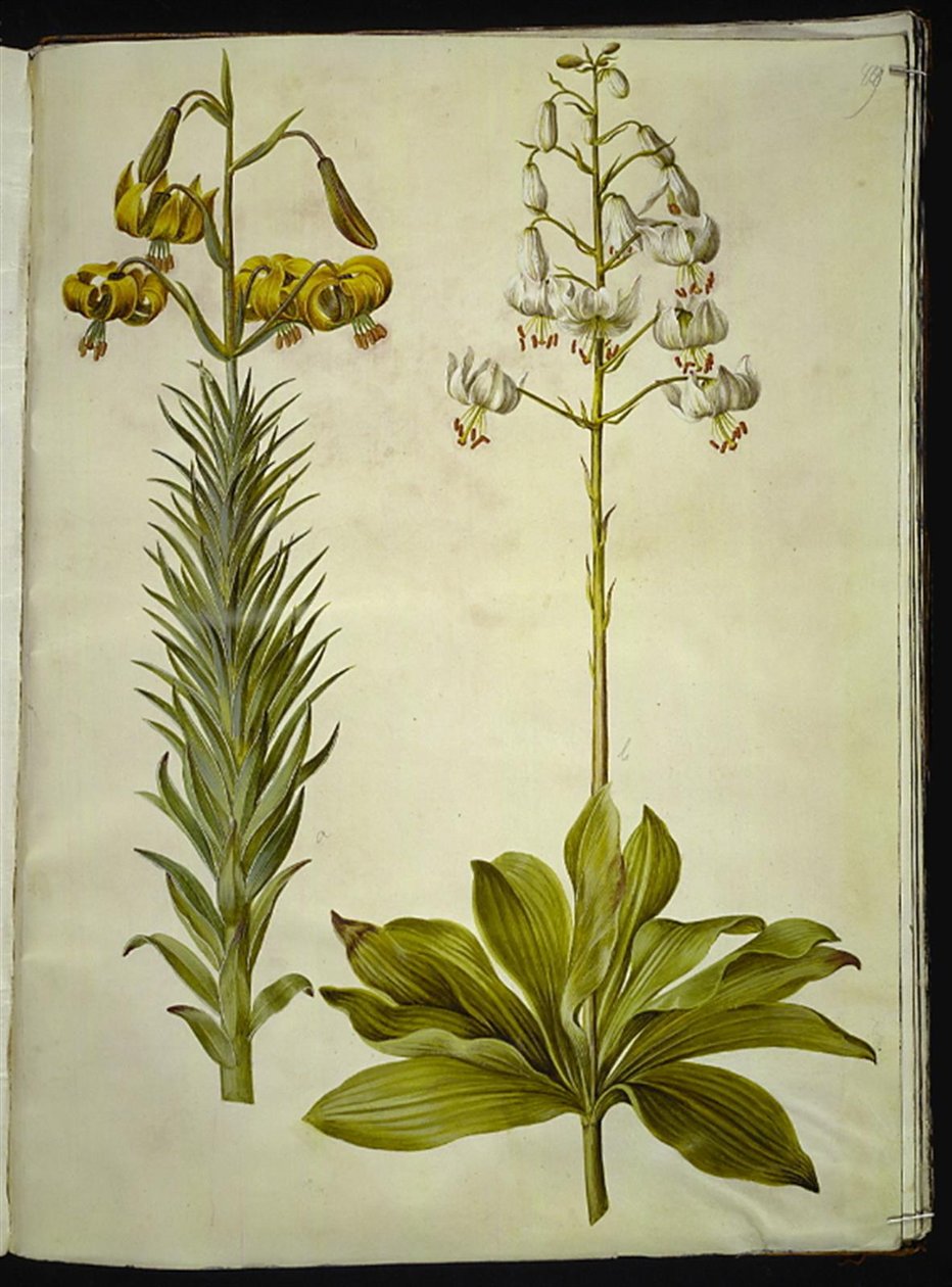 Lilium pyrenaicum (lilie pyrenejská); Lilium martagon (věnec lilie) od Hans Simon Holtzbecker