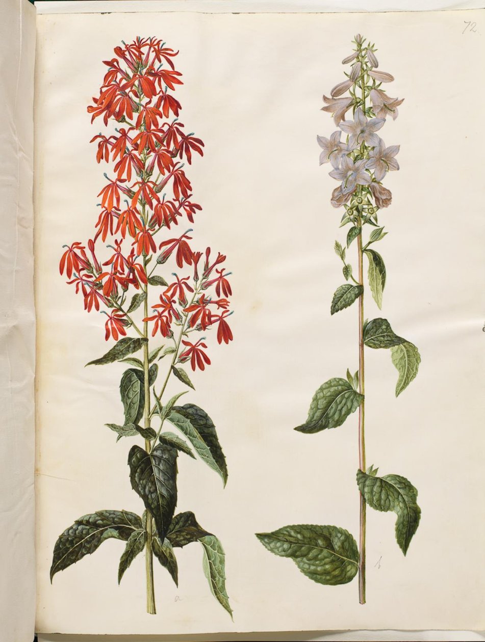 Lobelia cardinalis (kardinální lobelie); Campanula latifolia (zvonek širokolistý) od Hans Simon Holtzbecker