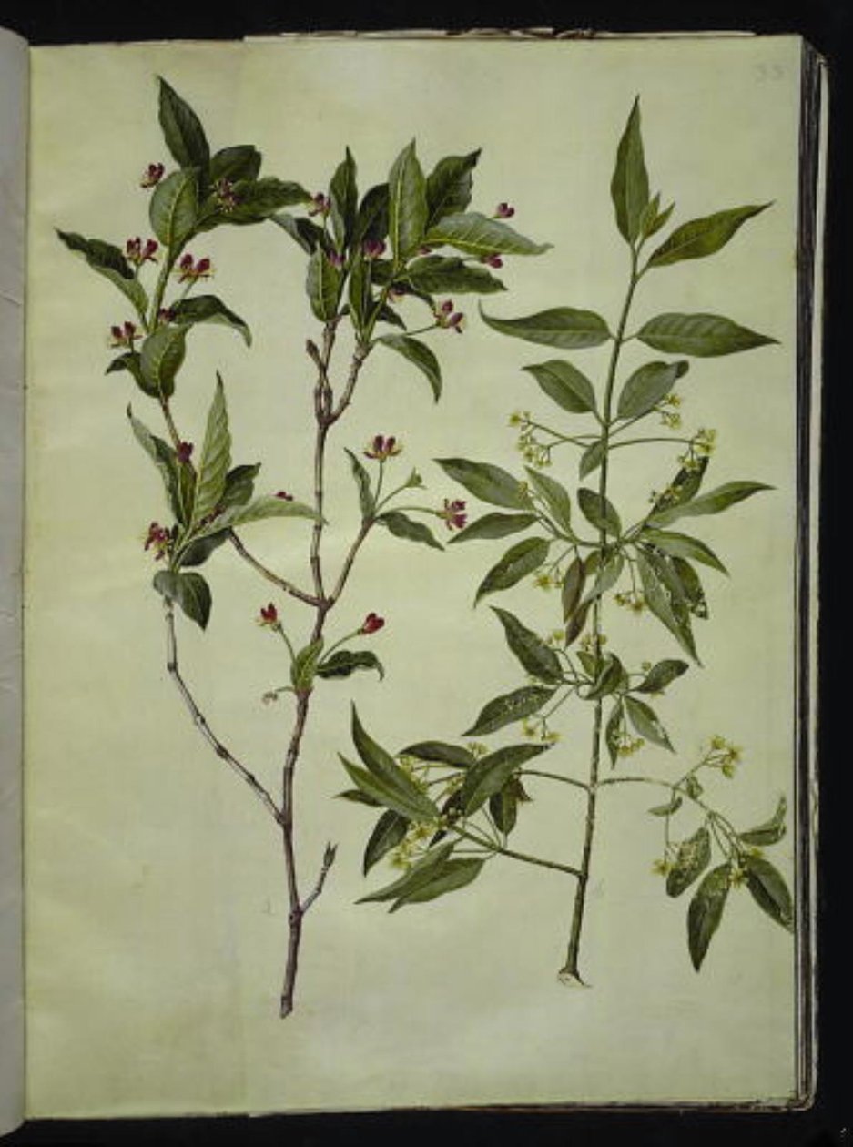 Lonicera alpigena (list alpské kozy); Euonymus europaeus (kostní dřevo) od Hans Simon Holtzbecker