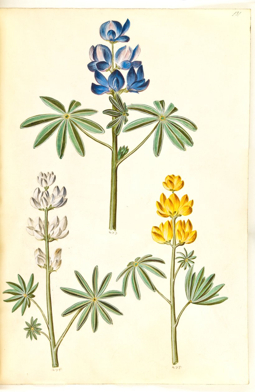 Chlupatý vlk (blå lupin); Bílá lupina (hvid lupine); Žlutá lupina (gul lupine) od Hans Simon Holtzbecker