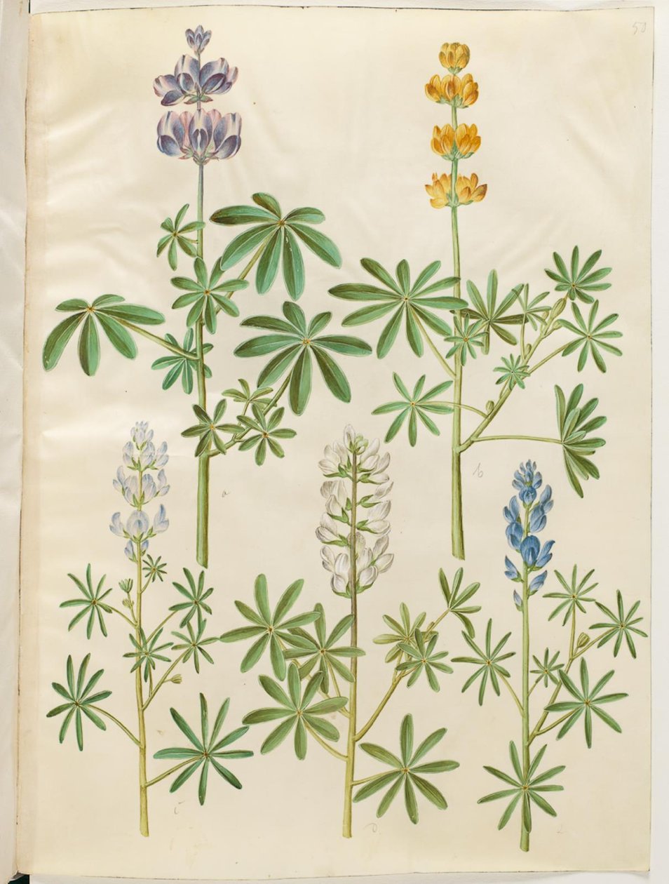 Chlupatý vlk (blå lupin); Žlutá lupina (gul lupin); Lupinus úzkolistý (lupina malá); Bílá lupina (hvid lupine) od Hans Simon Holtzbecker