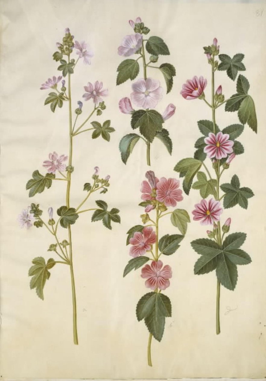 Malva sylvestris (běžný kočičí sýr); Lavatera thuringiaca (německá topolová růže) od Hans Simon Holtzbecker