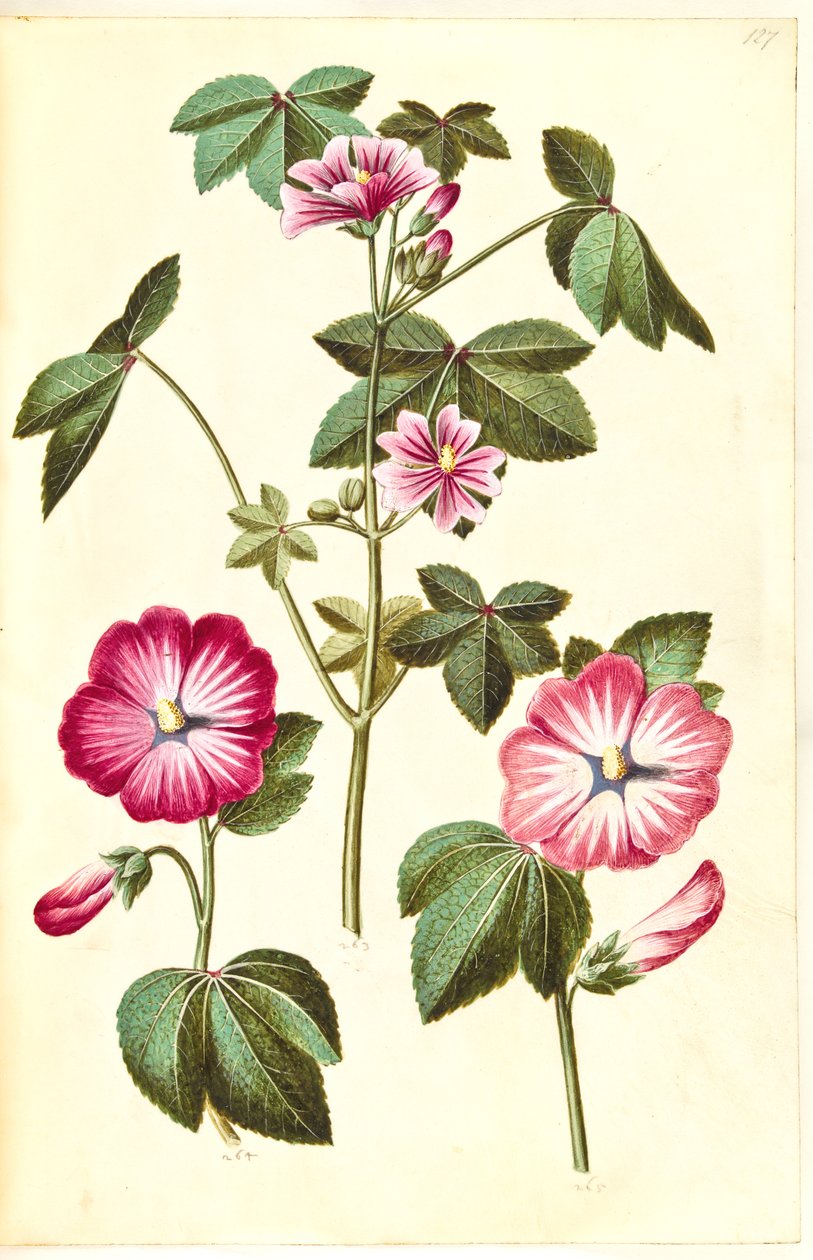 Malva sylvestris (běžný kočičí sýr); Lavatera trimestris (červ mameluk) od Hans Simon Holtzbecker