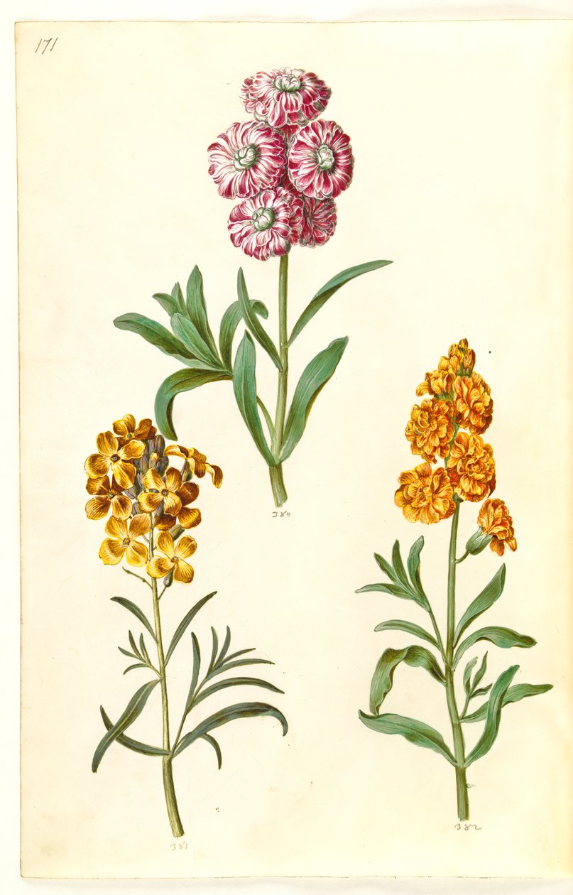 Matthiola incana (zimní kovboj); Erysimum cheiri (zlatý) od Hans Simon Holtzbecker
