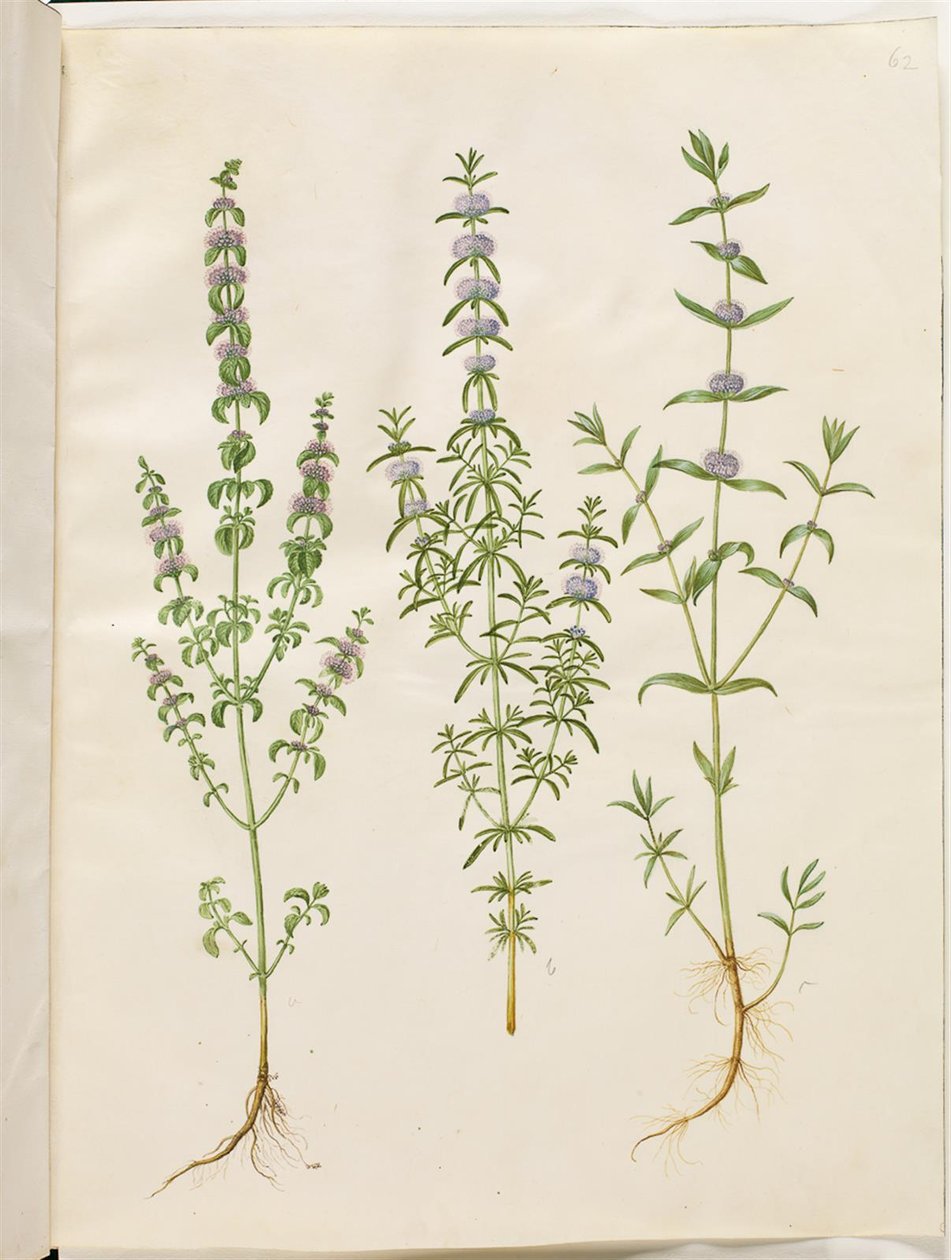 Mentha pulegium (máta polej); Mentha cervina (jelení máta); Mentha (druh máty) od Hans Simon Holtzbecker
