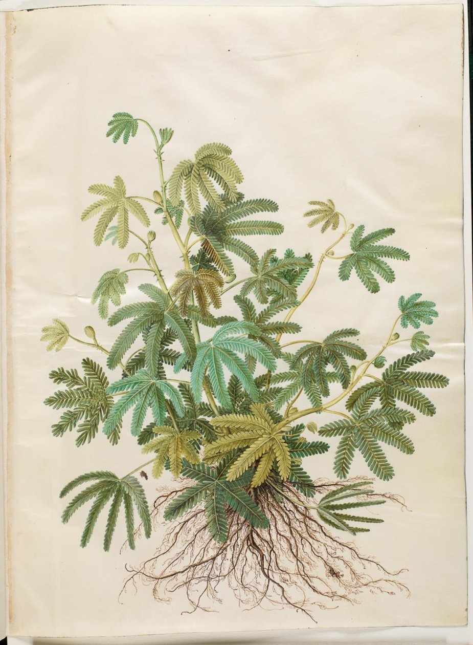 Mimosa polydactyla (mimóza mangefinret) od Hans Simon Holtzbecker