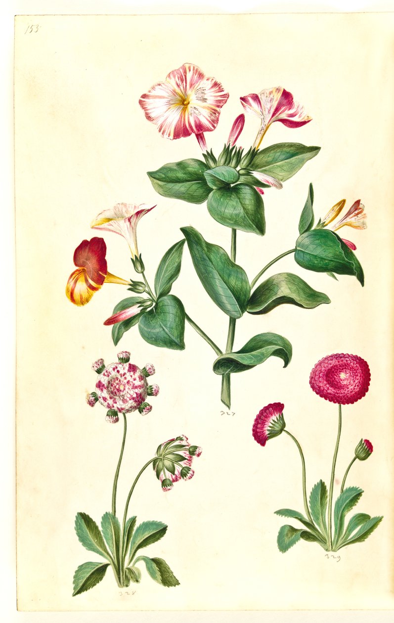 Mirabilis jalapa (zázračný květ); Bellis perennis (sedmikráska obecná) od Hans Simon Holtzbecker