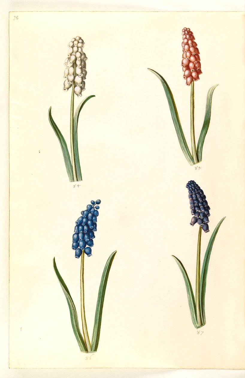 Muscari botryoides (hyacint perlový) od Hans Simon Holtzbecker