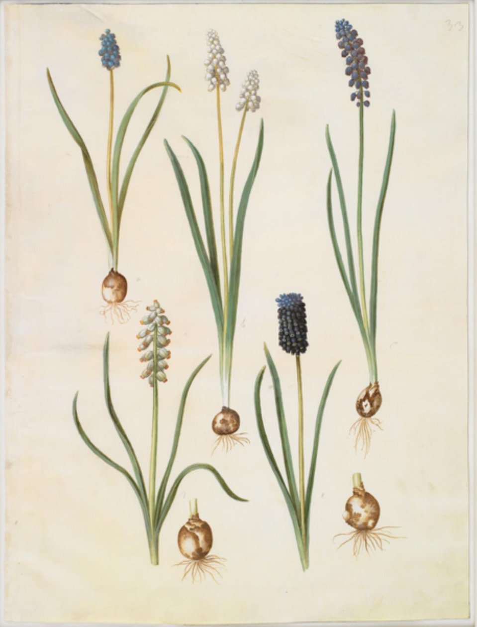 Muscari botryoides (almindelig perlehyacint); Muscari racemosum (muškát-perlehyacint); Muscari zanedbaný od Hans Simon Holtzbecker