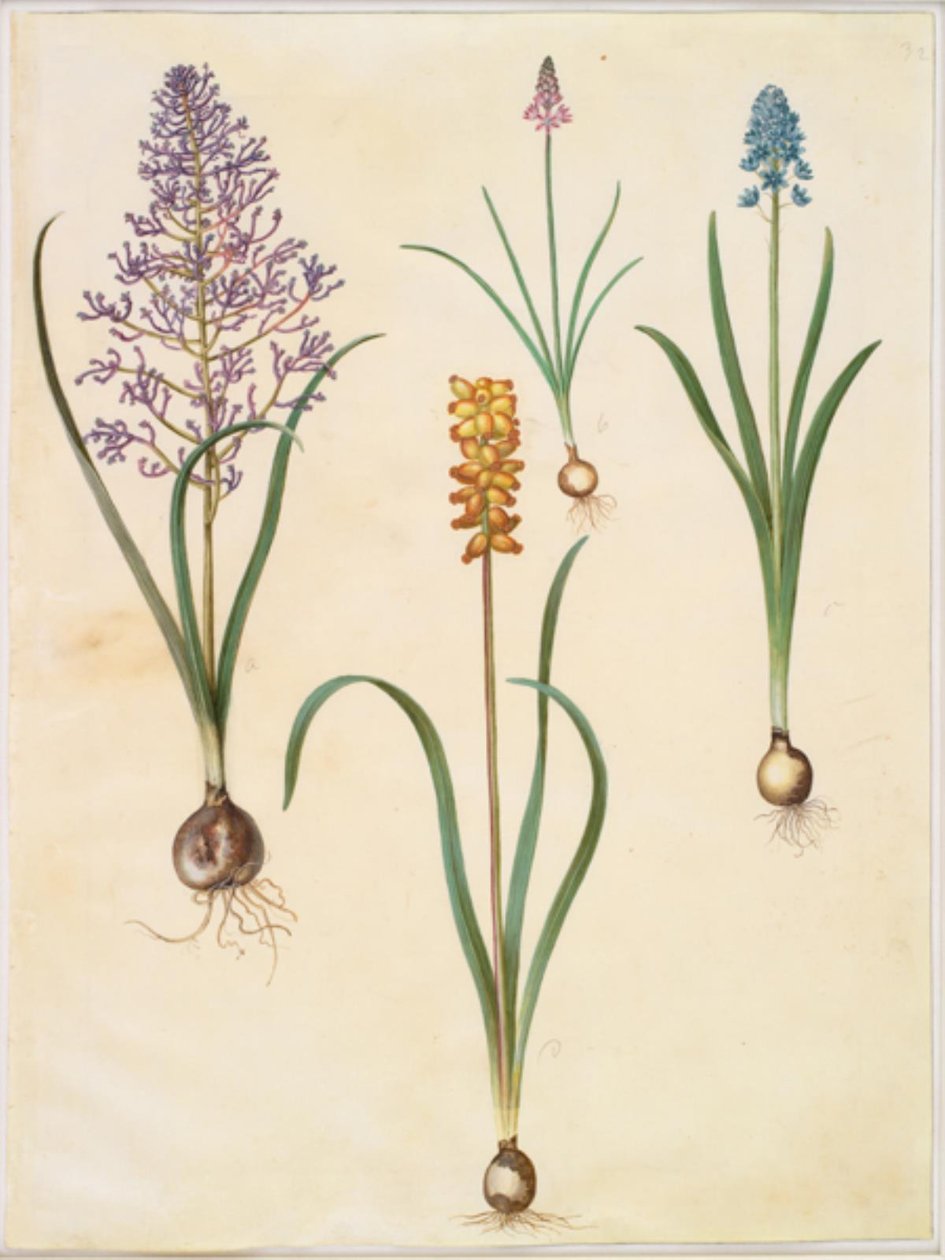 Muscari comosum (květinový hyacint); Scilla autumnalis (høst-skilla); Hyacinthoides italica (italská klokskilla); Muscari macrocarpum (hyacint žlutý) od Hans Simon Holtzbecker