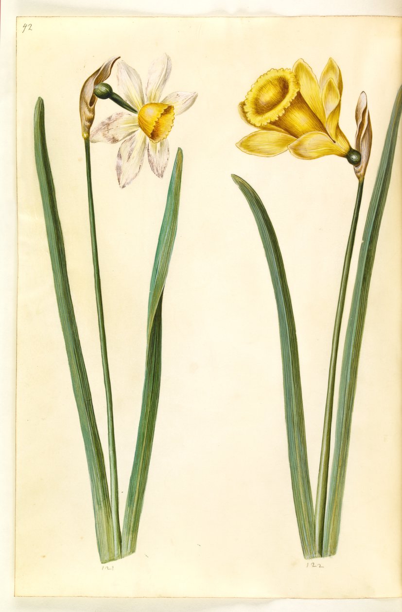 Narcissus ×incomparabilis (narcis zahradní); Narcissus pseudonarcissus (narcis) od Hans Simon Holtzbecker