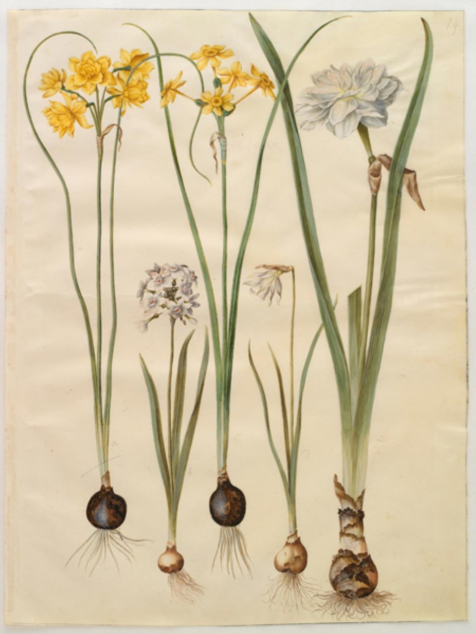 Narcissus jonquilla (siv-narcis); Narcissus tazetta (tazet); Narcissus pseudonarcissus moschatus (pižmo-narcis); poetický narcis (pinselilje) od Hans Simon Holtzbecker