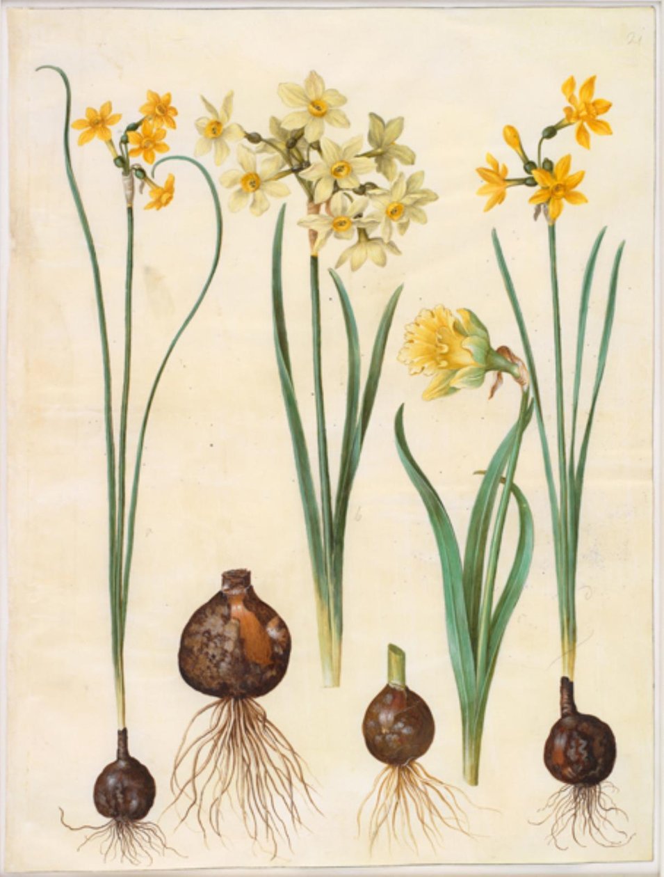 Narcissus jonquilla (narcis); Narcissus tazetta aureus (zlatý tazet); Narcissus pseudonarcissus bicolor (narcis dvoubarevný) od Hans Simon Holtzbecker