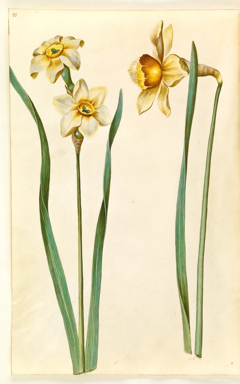 Narcissus ×mediluteus (toblomstret narcis); Narcis × nesrovnatelný (mít narcisa) od Hans Simon Holtzbecker