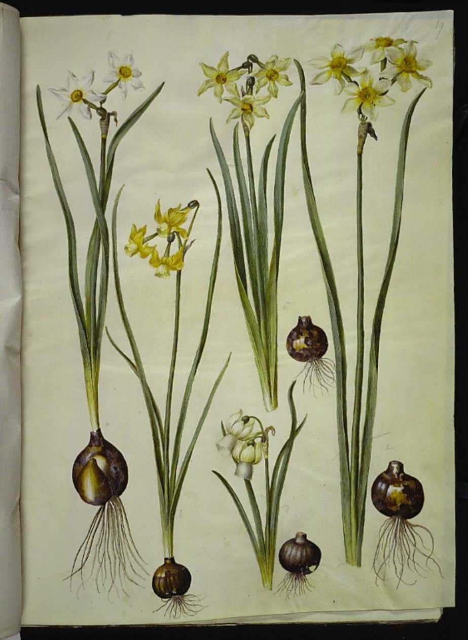 Poetický narcis (pinselilje); Narcissus triandrus (orchidej-narcis); Narcissus ×mediluteus (toblomstret narcis) od Hans Simon Holtzbecker