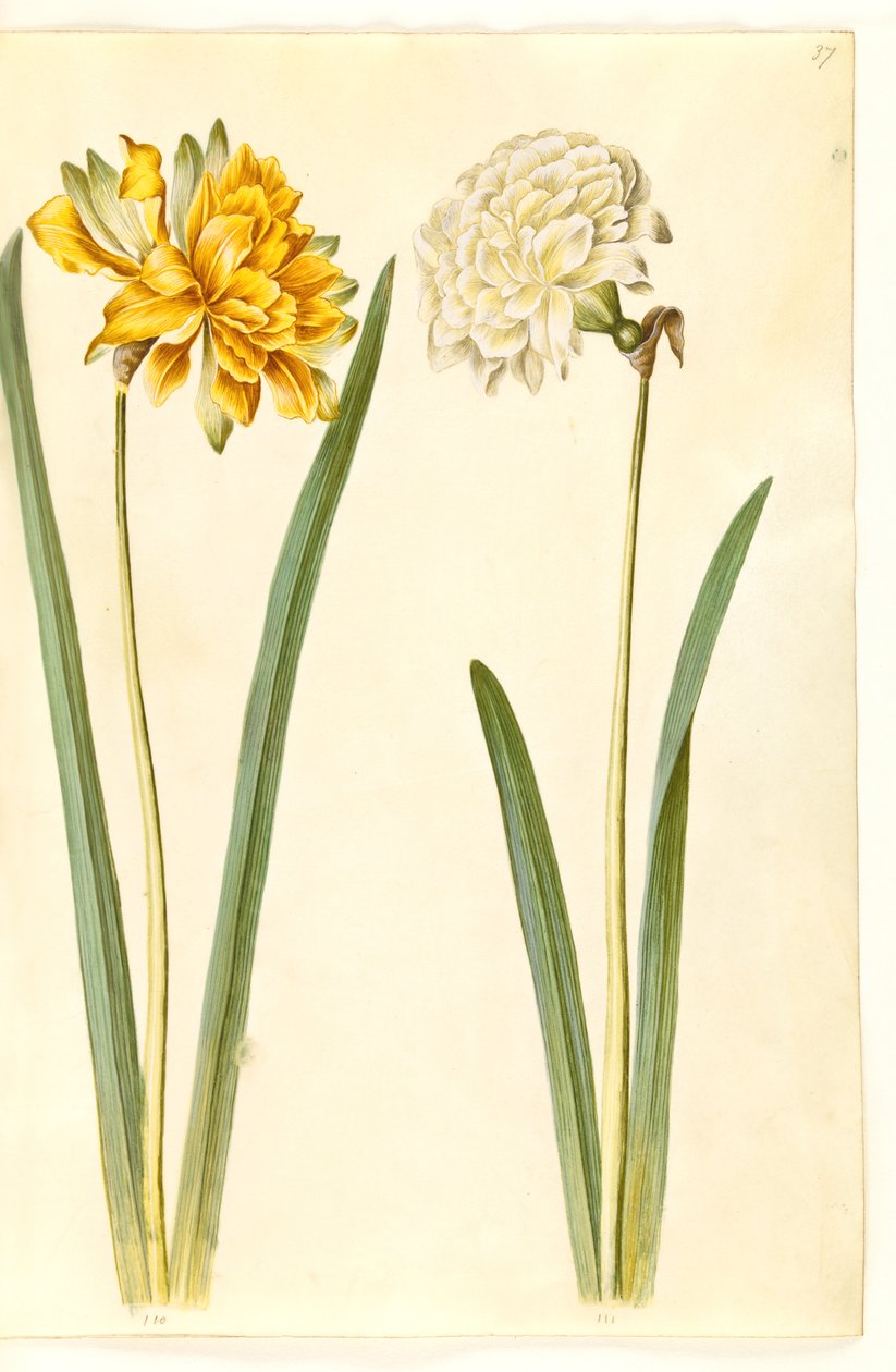 Narcissus pseudonarcissus (narcis) od Hans Simon Holtzbecker