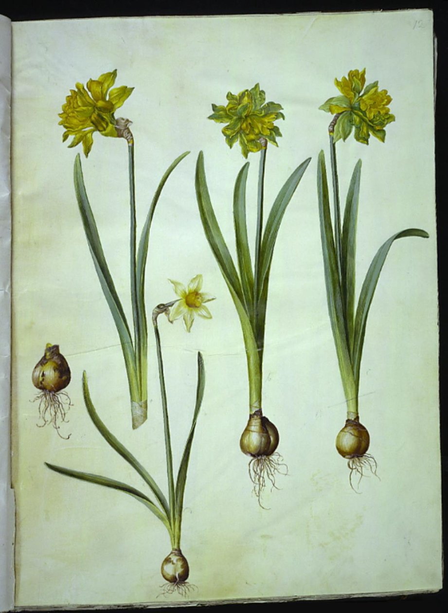 Narcissus pseudonarcissus; Narcis? ×nesrovnatelný (mít narcistu) od Hans Simon Holtzbecker
