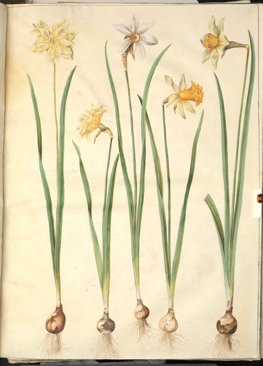 Narcissus pseudonarcissus; Poetický narcis (pinselilje); Narcis × nesrovnatelný (mít narcisa) od Hans Simon Holtzbecker