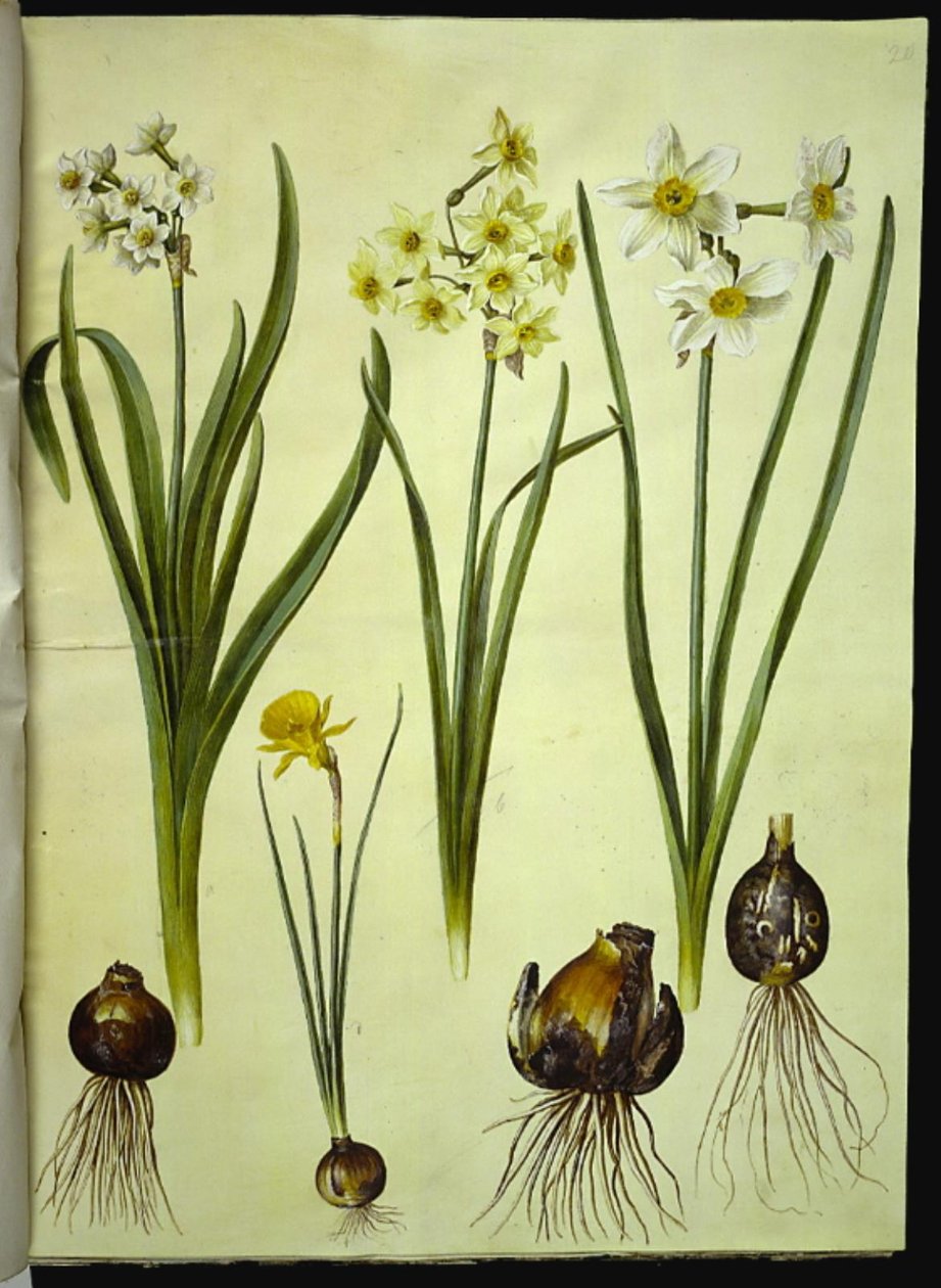 Narcissus tazetta (tazet); Narcissus ×medioluteus (toblomstret narcis); Narcissus bulbocodium (krinoline-narcis) od Hans Simon Holtzbecker