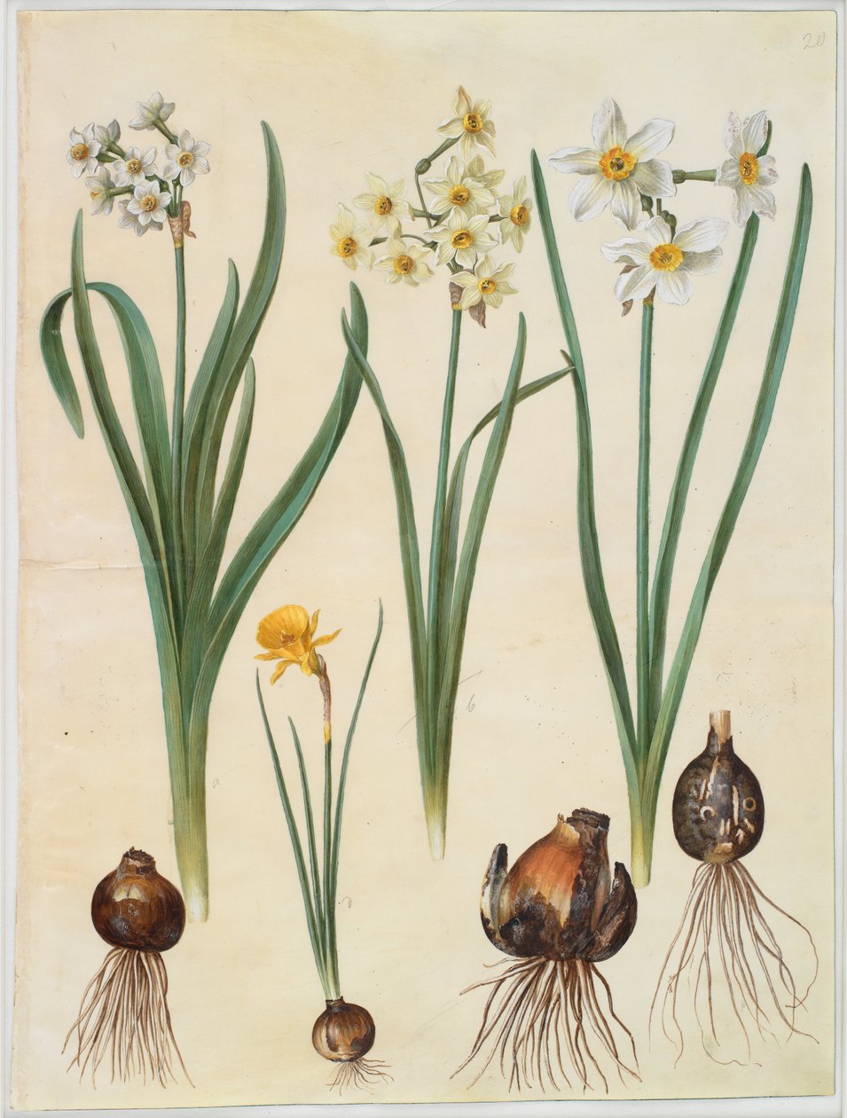 Narcissus tazetta; Narcissus orientalis; Corbularia bulbocodium od Hans Simon Holtzbecker