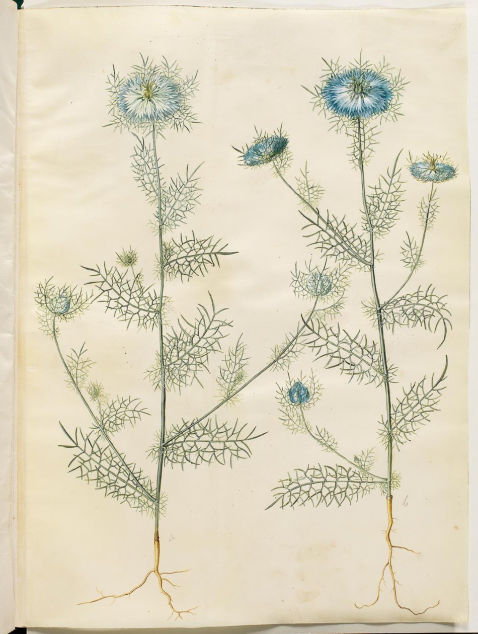 Nigella damascena (panna v zeleném) od Hans Simon Holtzbecker