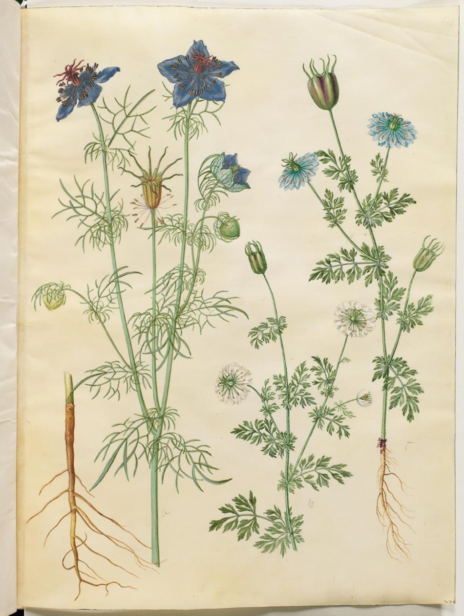 Nigella hispanica (ďábel v buši); Nigella sativa (černý kmín) od Hans Simon Holtzbecker