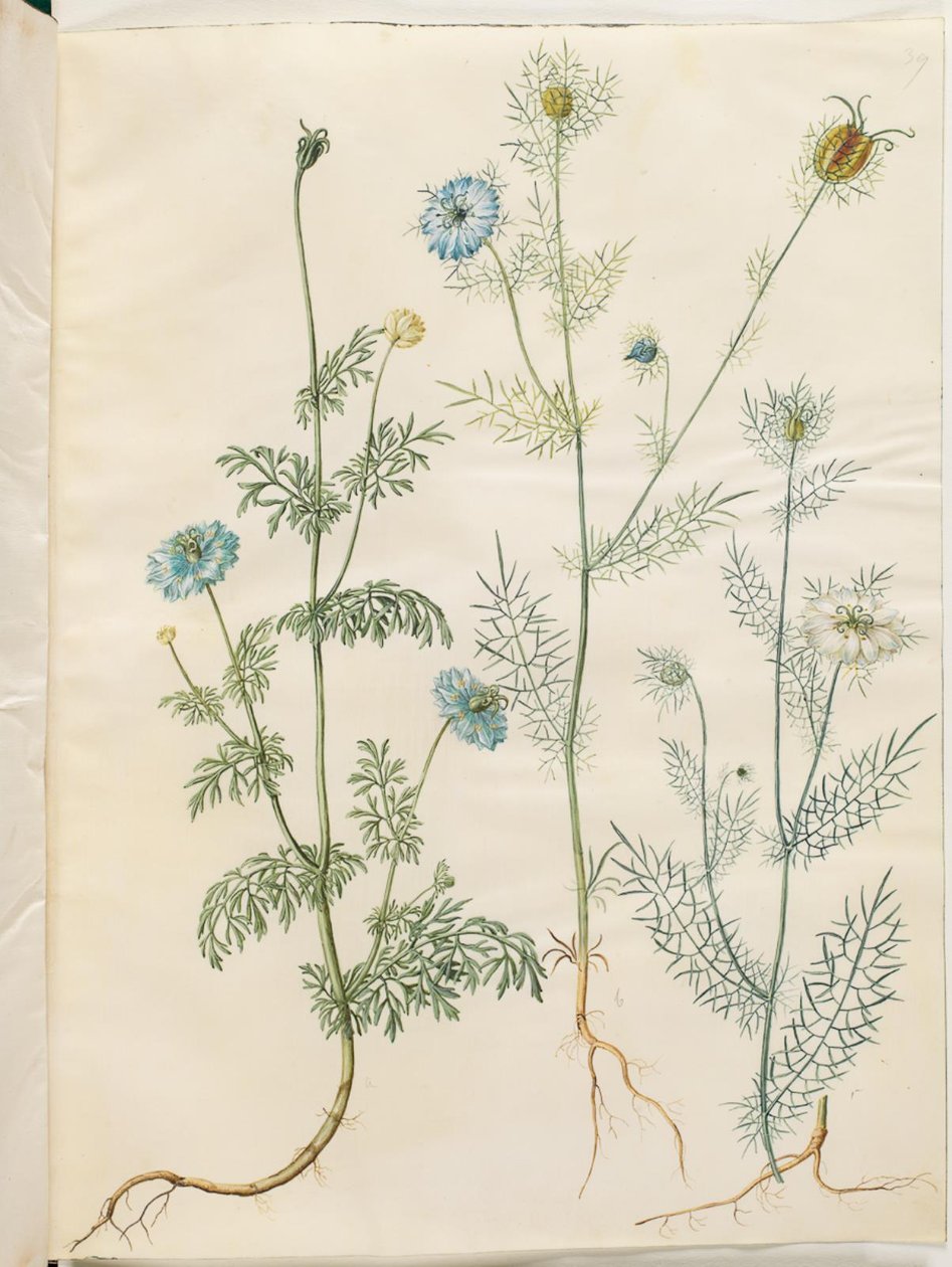 Nigella sativa (černý kmín); Nigella damascena (panna v zeleném) od Hans Simon Holtzbecker