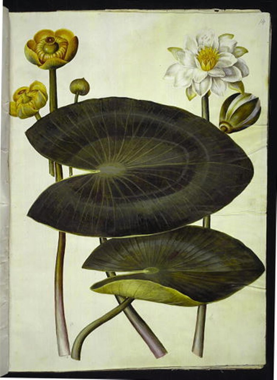 Nuphar lutea (žlutý leknín); Nymphaea alba (bílý leknín) od Hans Simon Holtzbecker