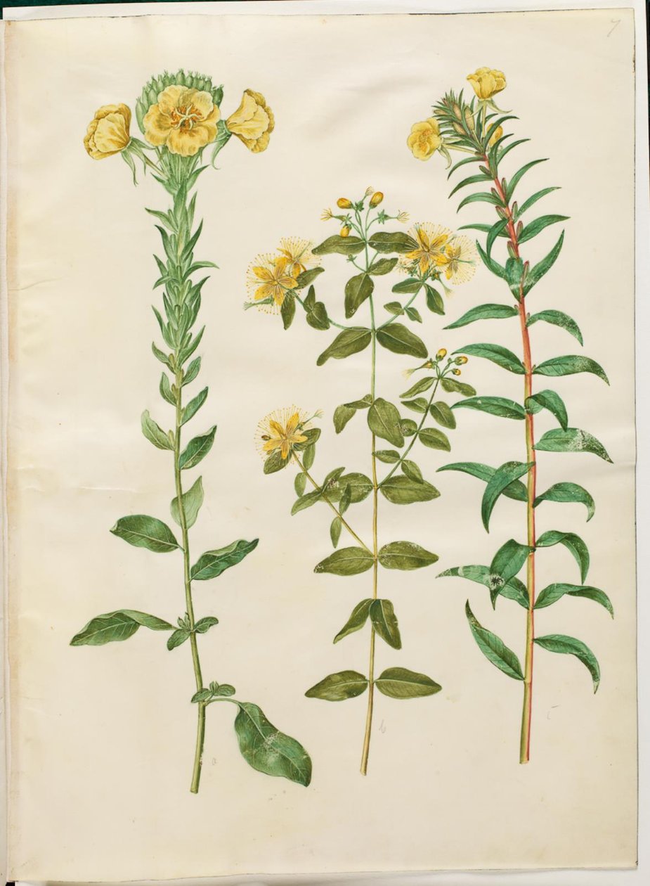 Oenothera biennis (pupalka dvouletá); Hypericum hircinum (třezalka smradlavá); Oenothera rubricaulis (pupalka červenoplodá) od Hans Simon Holtzbecker